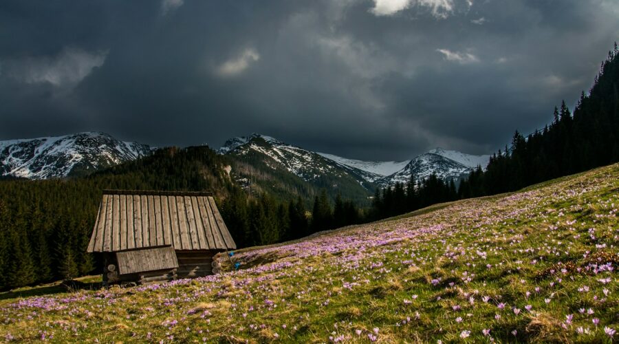 photography of green grass field