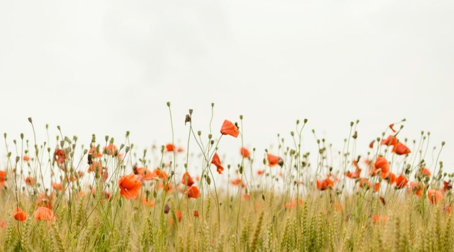 orange flowers