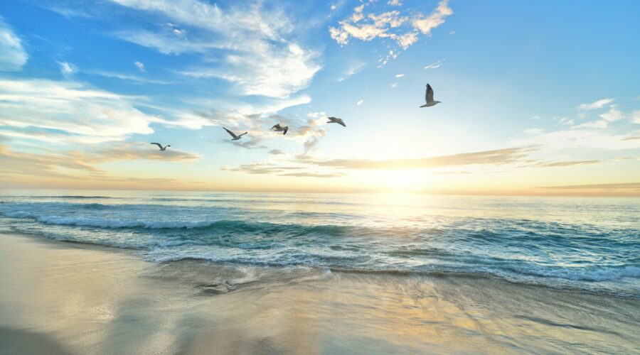 five birds flying on the sea
