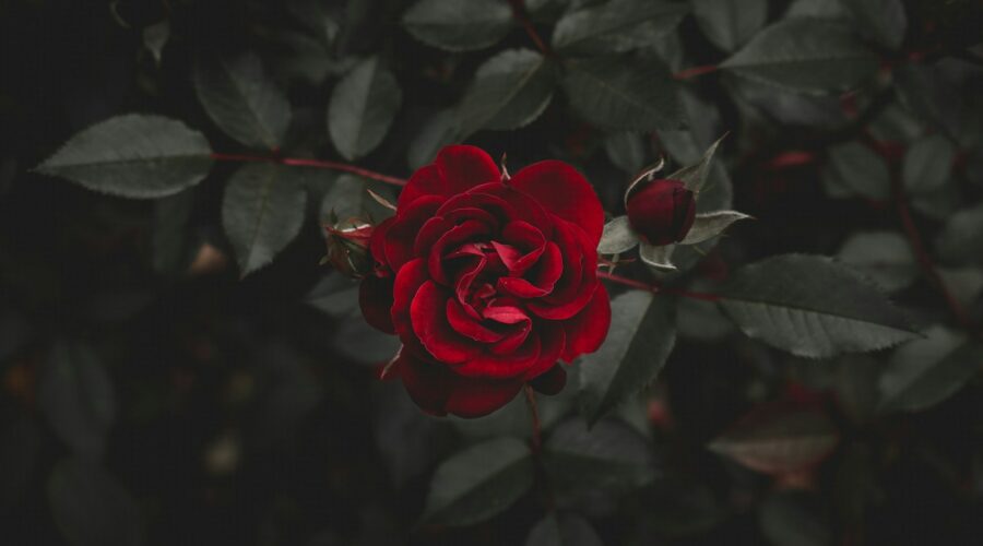 red flower
